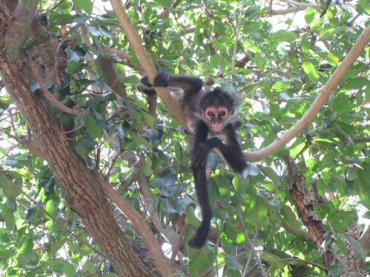 Jardín Botanico Dr. Alfredo Barrera Marín by null