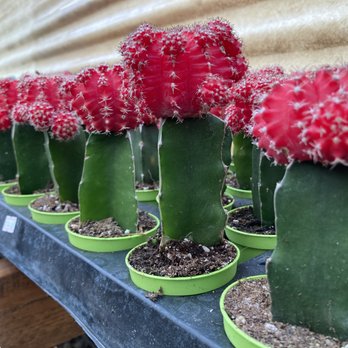 Succulents Maryo - Nurseries & Gardening Near Me - Vista, California
