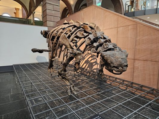 Senckenberg Nature Museum by null