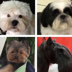 Les Chiens de Caroline