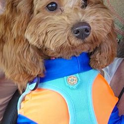 Rain Dogs Pet Grooming - Going to a pool party after my haircut