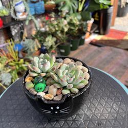 Peavine Floral - Succulents