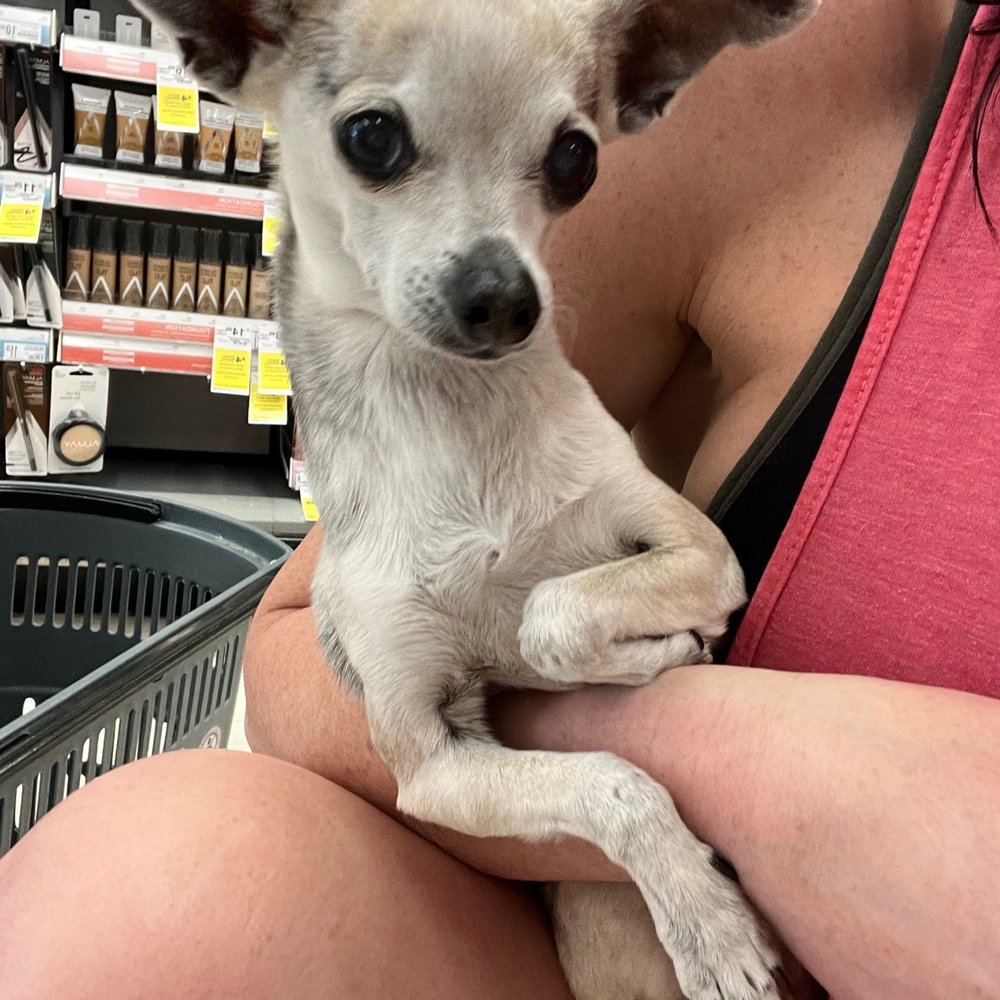 Walgreens - My princess likes to go on the ride to make a Walgreens run - Drugstores Near Me - Scottsdale, Arizona Walgreens - My princess likes to go on the ride to make a Walgreens run - Drugstores Near Me - Scottsdale, Arizona