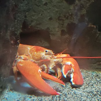 Shedd Aquarium - Aquariums Near Me - Chicago, Illinois