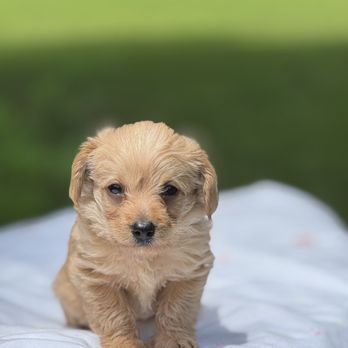 Duck Duck Frenchie - Cute YorkiPoo boy, Teddy - Pet Breeders Near Me - Greensboro, North Carolina Duck Duck Frenchie - Cute YorkiPoo boy, Teddy - Pet Breeders Near Me - Greensboro, North Carolina