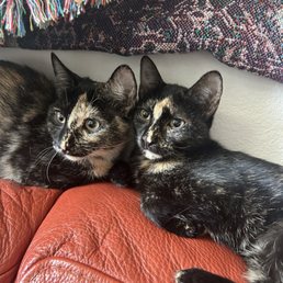 Soko and Simi, the torties!