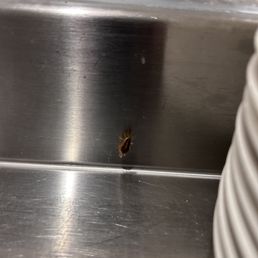Wood roach by the dishes Wood roach by the dishes