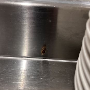 la Madeleine - Wood roach by the dishes - Cafes Near Me - Pearland, Texas la Madeleine - Wood roach by the dishes - Cafes Near Me - Pearland, Texas