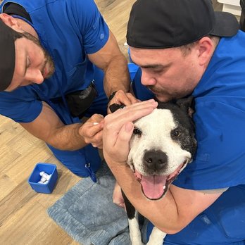 Gents & Paws - Happy Puppy - Pet Groomers Near Me Gents & Paws - Happy Puppy - Pet Groomers Near Me