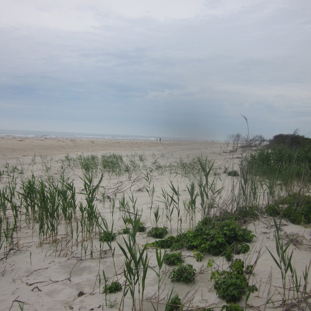 Corson's Inlet State Park - Beaches Near Me - Ocean City, New Jersey