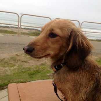 Nuforest Dachshund - Purchased from the bucks in September 202 - Pet Services Near Me Nuforest Dachshund - Purchased from the bucks in September 202 - Pet Services Near Me
