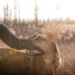 My Dog Rocks - Diane and her rock star Diesel