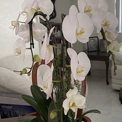 Coral Gables Florist - Beautiful Orchids