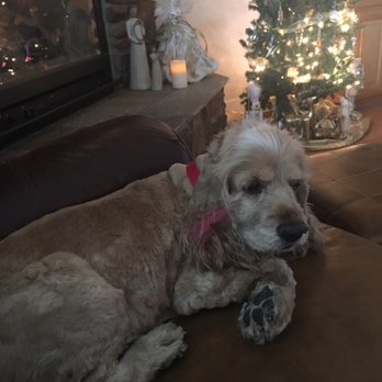 Petco - They did such a good job cleaning my cocker spaniel up! Her hair was super long and matted. - Pet Training Near Me - Visalia, California