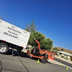 Woody Wood Pecker Tree Service