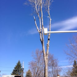 Todd’s Tip Top Complete Tree Service - Takin our large tree down