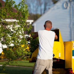 Mishawaka Tree Service - Tree Removal in Osceola