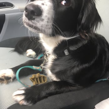 Jameson Loves Danger - Pet Stores Near Me - Chicago, Illinois