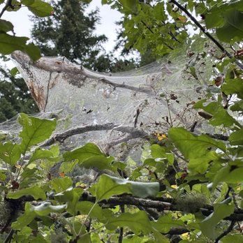 Bellevue Botanical Garden - Huge spider web - Botanical Gardens Near Me - Bellevue, Washington