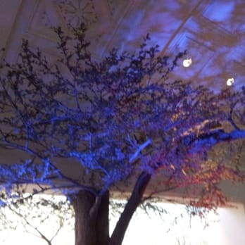 NightLife - Tree inside the African hall - Museums Near Me - San Francisco, California NightLife - Tree inside the African hall - Museums Near Me - San Francisco, California