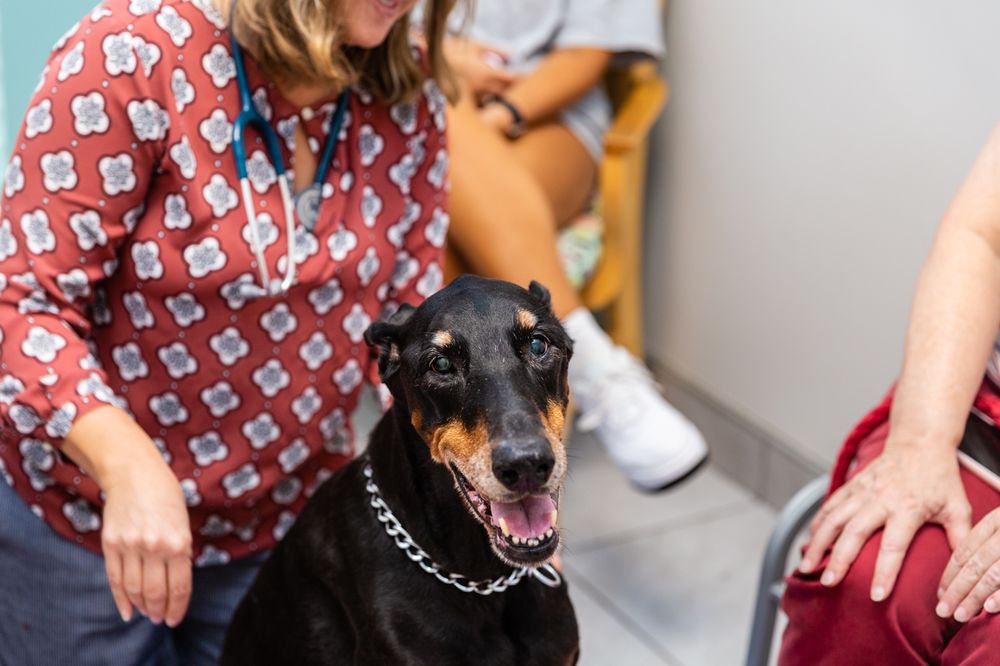 NEWBERRY ANIMAL HOSPITAL 39TH AVE 22 Photos & 14 Reviews 3909 NW