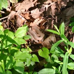 Cleveland Greenway - Stay alert! Copperhead snake right off the sidewalk near the park.