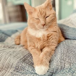 Towne Center Animal Hospital