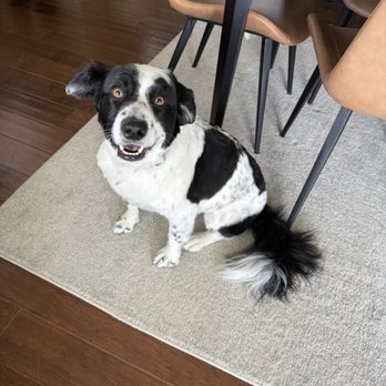 Gucci Pooch - Gucci Pooch did a beautiful job giving my dog a buzz cut! Very happy, and I think my pup is, too! - Pet Groomers Near Me - Boise, Idaho Gucci Pooch - Gucci Pooch did a beautiful job giving my dog a buzz cut! Very happy, and I think my pup is, too! - Pet Groomers Near Me - Boise, Idaho