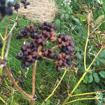 Killarney National Park - Cool plants - Parks Near Me