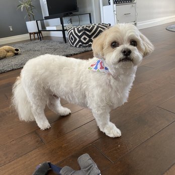 Cosmopawlitan Mobile Dog Grooming - Pet Groomers Near Me