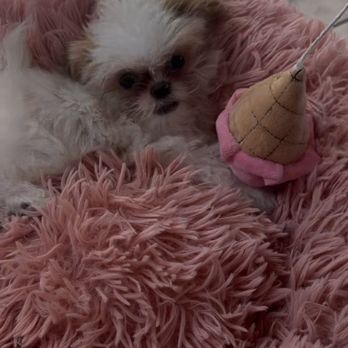 Nationwide Puppies - Pet Breeders Near Me - Stamford, Connecticut Nationwide Puppies - Pet Breeders Near Me - Stamford, Connecticut