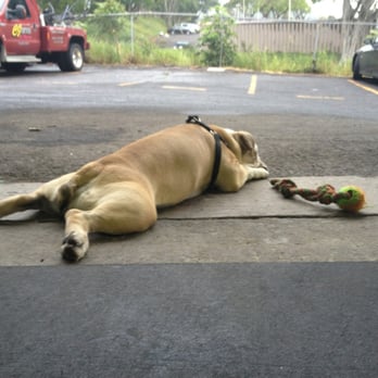 CrossFit Kaneohe - Crossfit Kaneohe's mascot- he may be relaxing, but if you come here-- you'll be sweating - Gyms Near Me - Kaneohe, Hawaii CrossFit Kaneohe - Crossfit Kaneohe's mascot- he may be relaxing, but if you come here-- you'll be sweating - Gyms Near Me - Kaneohe, Hawaii