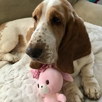 Petco - Finished with grooming smelling great and clean fur, ears and nails! - Pet Stores Near Me - Pearl City, Hawaii
