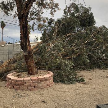 Treepro - Huge fallen tree in our backyard - Tree Services Near Me - Las Vegas, Nevada Treepro - Huge fallen tree in our backyard - Tree Services Near Me - Las Vegas, Nevada