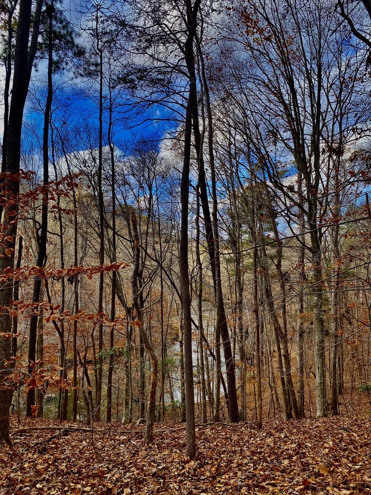 Eno River State Park Image