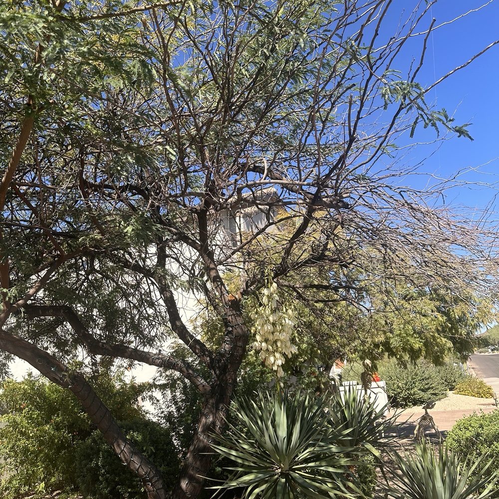 Valley Tree Care - My struggling mesquite tree - Tree Services Near Me - Phoenix, Arizona Valley Tree Care - My struggling mesquite tree - Tree Services Near Me - Phoenix, Arizona