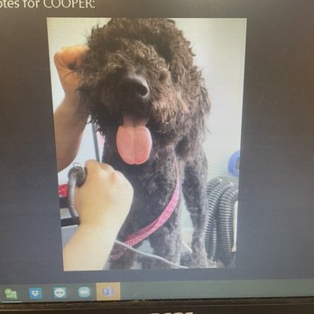 Fido Spa - Groomer photo of what he's supposed to look like - Pet Groomers Near Me - Aubrey, Texas Fido Spa - Groomer photo of what he's supposed to look like - Pet Groomers Near Me - Aubrey, Texas
