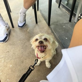 Cork & Pig Tavern - Dog - New American Near Me - Irving, Texas Cork & Pig Tavern - Dog - New American Near Me - Irving, Texas