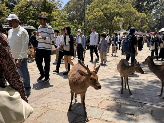 Nara Park by null