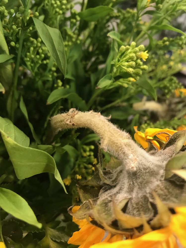 KUHN FLOWERS Updated September 2024 26 Photos & 16 Reviews 310