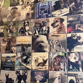 Dog photos inside bar