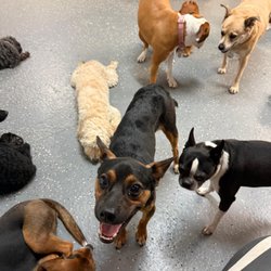 Playful Paws Inc