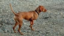 Red Bluff Ridge Vizslas Logo