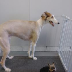 Sandy Paws Pet Grooming