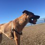 Photo of Champion Dog Walking