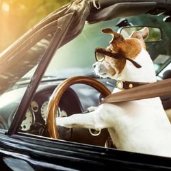 Petty Waggin Pet Taxi