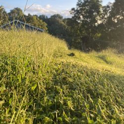 Gryphon Lawncare and Landscaping