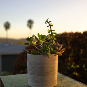 SUCCS FOR YOU LA - Florists Near Me