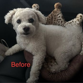 Happy Dogs Spa - Before grooming - Pet Groomers Near Me - Anaheim, California Happy Dogs Spa - Before grooming - Pet Groomers Near Me - Anaheim, California