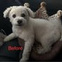 Photo of Happy Dogs Spa